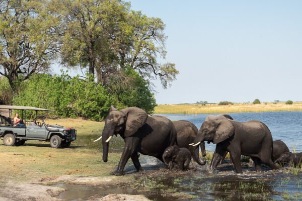 Full Day Chobe Day Trip