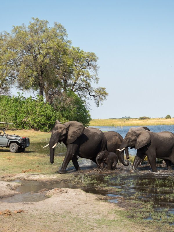 Full Day Chobe Day Trip