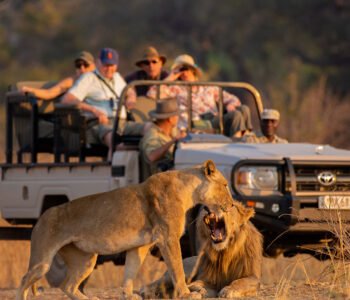 lion and game vehicle view